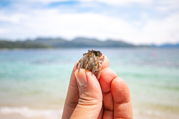 The hermit crab is an animal that represents the abundance of nature.
