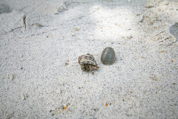 The hermit crab is an animal that represents the abundance of nature.