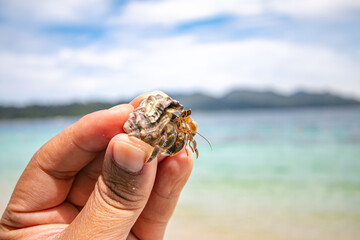 The hermit crab is an animal that represents the abundance of nature.