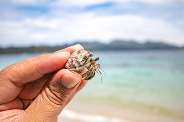 The hermit crab is an animal that represents the abundance of nature.