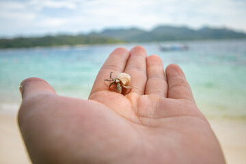 The hermit crab is an animal that represents the abundance of nature.