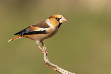 Male Hawfinch at a watering hole in a pine and oak forest at first light