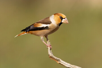 Male Hawfinch at a watering hole in a pine and oak forest at first light