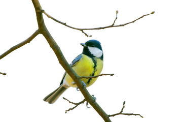 tit sitting on a branch isolated on white background