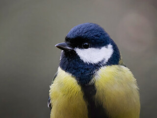 tit portrait on blurred background