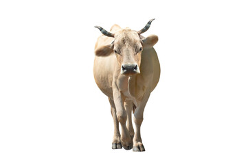 walking cow isolated on a white background