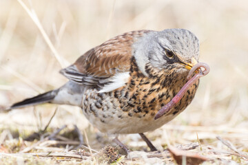 Portrait of a fieldfare (Turdus pilaris)