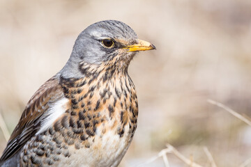 Fototapeta premium Portrait of a fieldfare (Turdus pilaris)