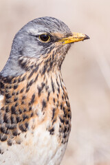 Portrait of a fieldfare (Turdus pilaris)