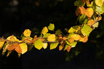 Buchenherbstlaub in der Sonne, einzelne Zweige im Sonnenlicht in verschiedenen Farben leuchtend, gelb, orange, grün, braun