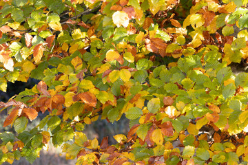 Strukturbild Buchenherbstlaub in der Sonne, im Sonnenlicht in verschiedenen Farben leuchtend, gelb, orange, grün, braun