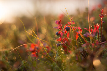 Blueberries in Finland during sunset
