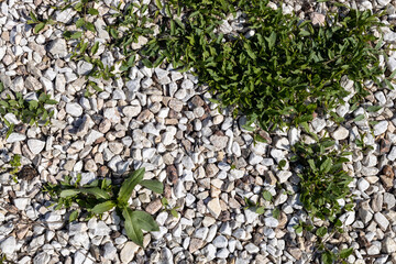 Green weeds growing through white gravel stones background texture