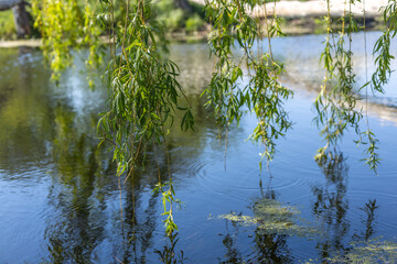 Weeping willow branches touching the surface of water