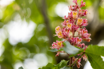 Red horse chestnut blossoms blooming in spring sunlight