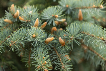 Colorado blue spruce showing emerging spring buds in evergreen forest