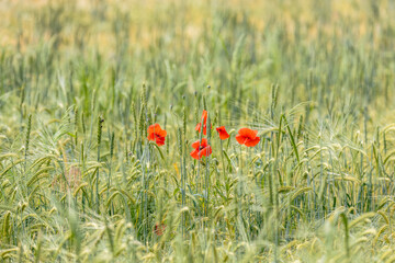 Red poppies growing in a green wheat field
