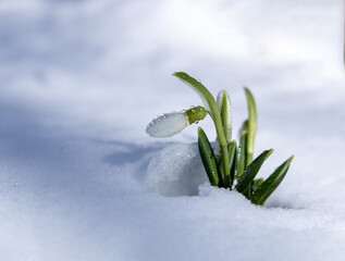 Snowdrop flower emerging from snow in winter landscape