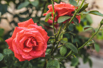 Close-up of blooming coral roses with water droplets on petals and leaves