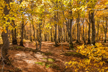 Beech forest in Czech Republic in autumn