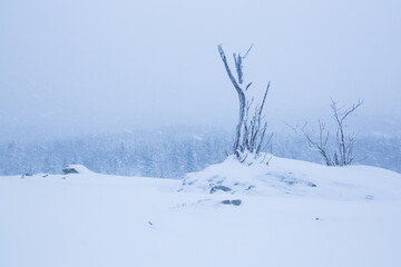 Snowfall in a white winter landscape