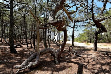 arbres tordus 1