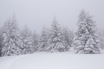 Foggy, winter day in the forest
