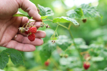 Garden care. A farmer examines ripe raspberries. Raspberry harvest.