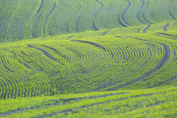 Agriculture field with small, growing plants in the spring