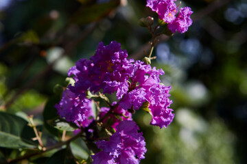 Obraz premium Close-up view of purple Queen’s flower