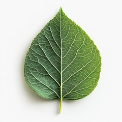 Obraz premium Detailed Green Leaf with Intricate Veins and Textured Surface