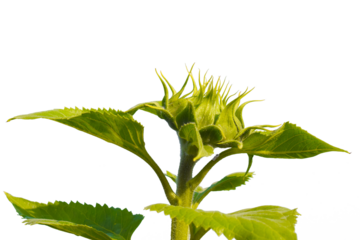 The immature sunflower will be bloom on a white background.Sunflower buds are ready to bloom in a few days. Any flower buds are magical and evolve from bud seedlings. Immature sunflower flower heads