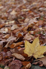 An autumnal scene in a park, of autumn leaves and trees
