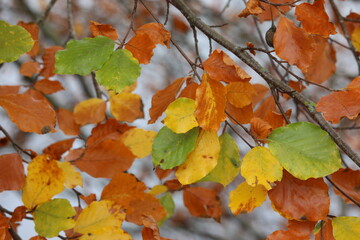 An autumnal scene in a park, close up photographs of green, yellow, orange and brown leaves