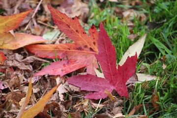 An autumnal scene in a park, close up photograph of red Japanese maple leaves