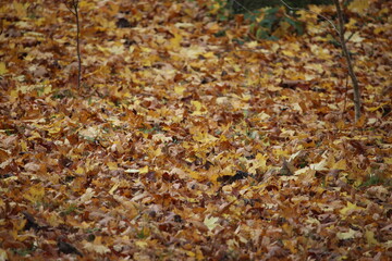 An autumnal scene of a path covered in orange and brown leaves in a park