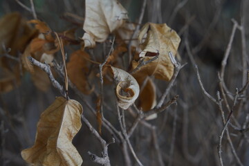 Autumn leaves on the tree, yellowish-brown leaves