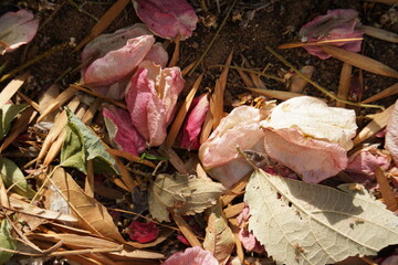 A close-up of autumn leaves scattered on the ground, displaying a warm palette of earthy tones.