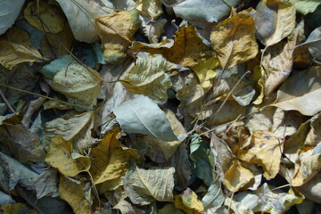 A close-up of autumn leaves scattered on the ground, displaying a warm palette of earthy tones.