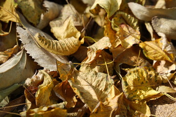 A close-up of autumn leaves scattered on the ground, displaying a warm palette of earthy tones.