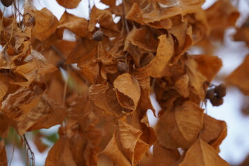 Autumn leaves on the tree, yellowish-brown leaves