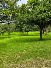 Fototapeta premium Trees in nature