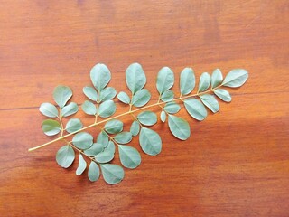 a sprig of Moringa leaves with a brown background.