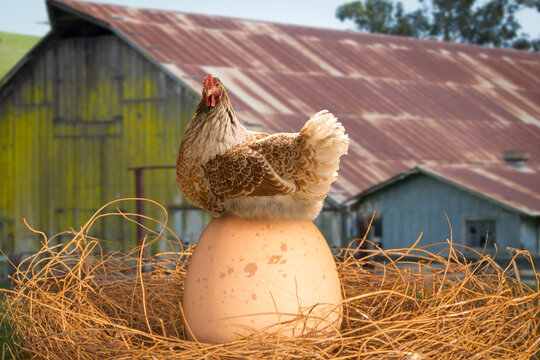 Close-up of a female chicken (hen) sitting on a giant egg in a nest in front of a farm