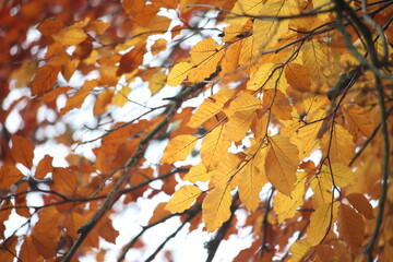 An autumnal scene in a park, close up photograph of orange and brown leaves