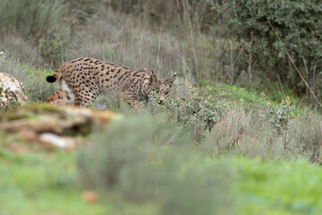 Young male Iberian Lynx hunting rabbits in a Mediterranean forest at the first light of a cold autumn day