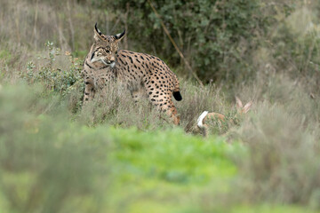 Young male Iberian Lynx hunting rabbits in a Mediterranean forest at the first light of a cold autumn day