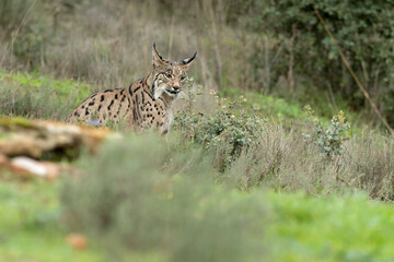 Young male Iberian Lynx hunting rabbits in a Mediterranean forest at the first light of a cold autumn day