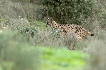 Young male Iberian Lynx hunting rabbits in a Mediterranean forest at the first light of a cold autumn day