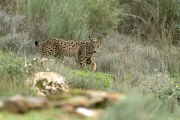 Young male Iberian Lynx in a Mediterranean oak and pine forest at first light of sunrise